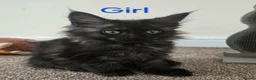 Maine Coon cats for sale: 2 Maine Coon girls. - Advert 8