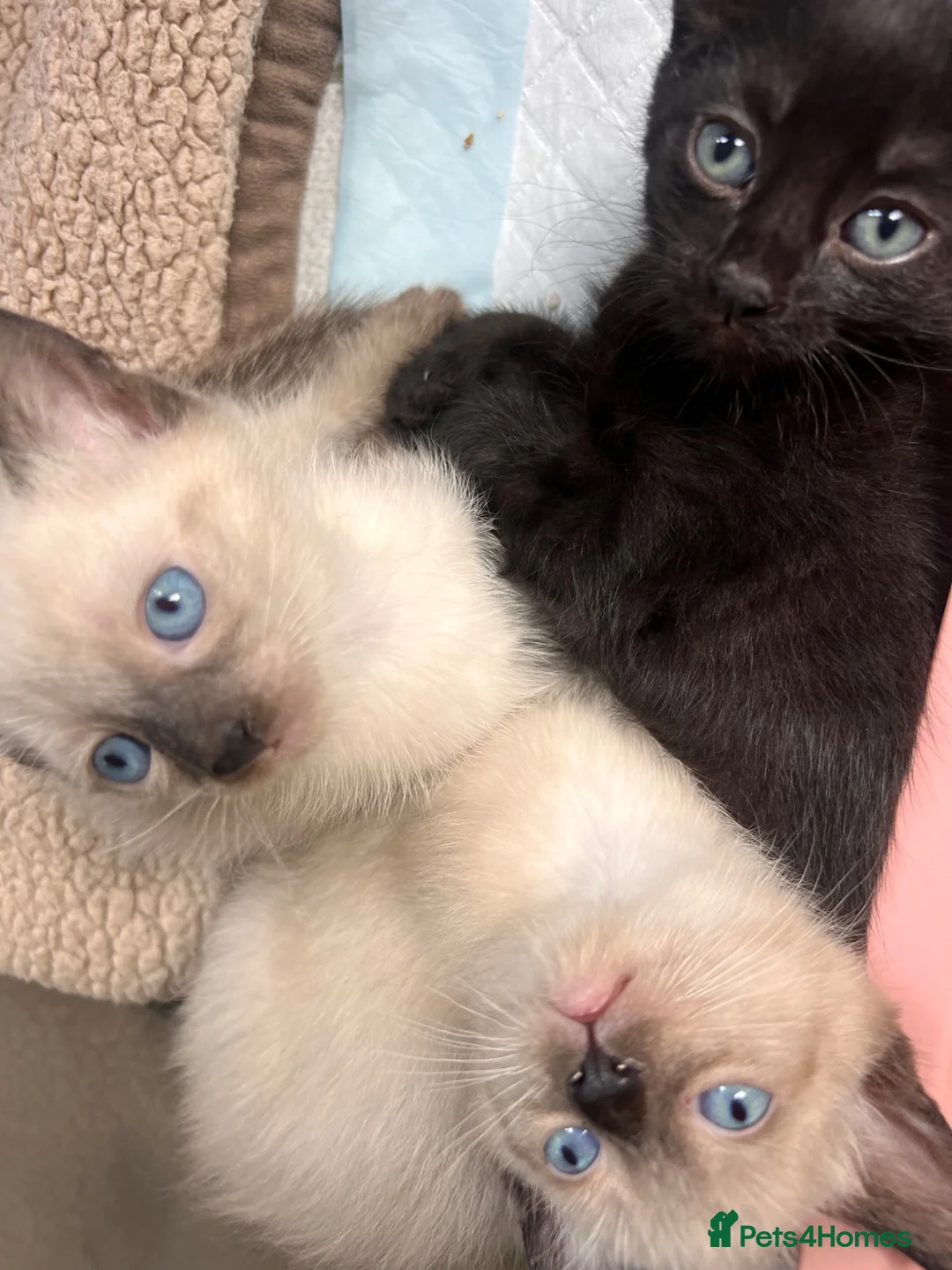 Russian Blue cats for sale: Russian blue mixed breed kittens  - Advert 1