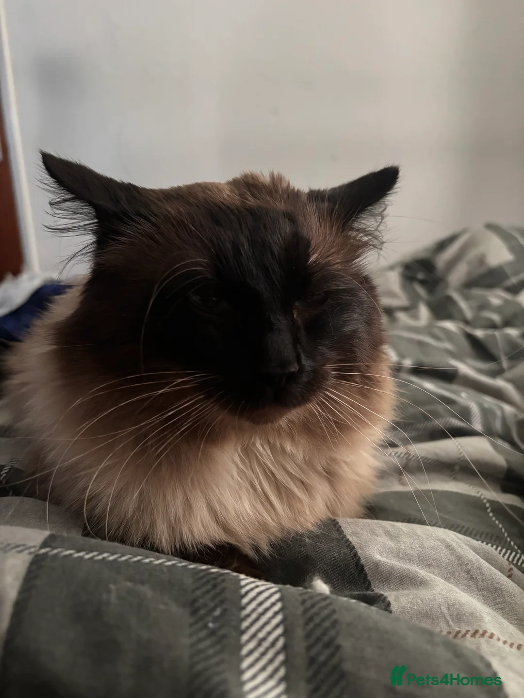 Ragdoll cats for sale: Male ragdoll cat  - Advert 3