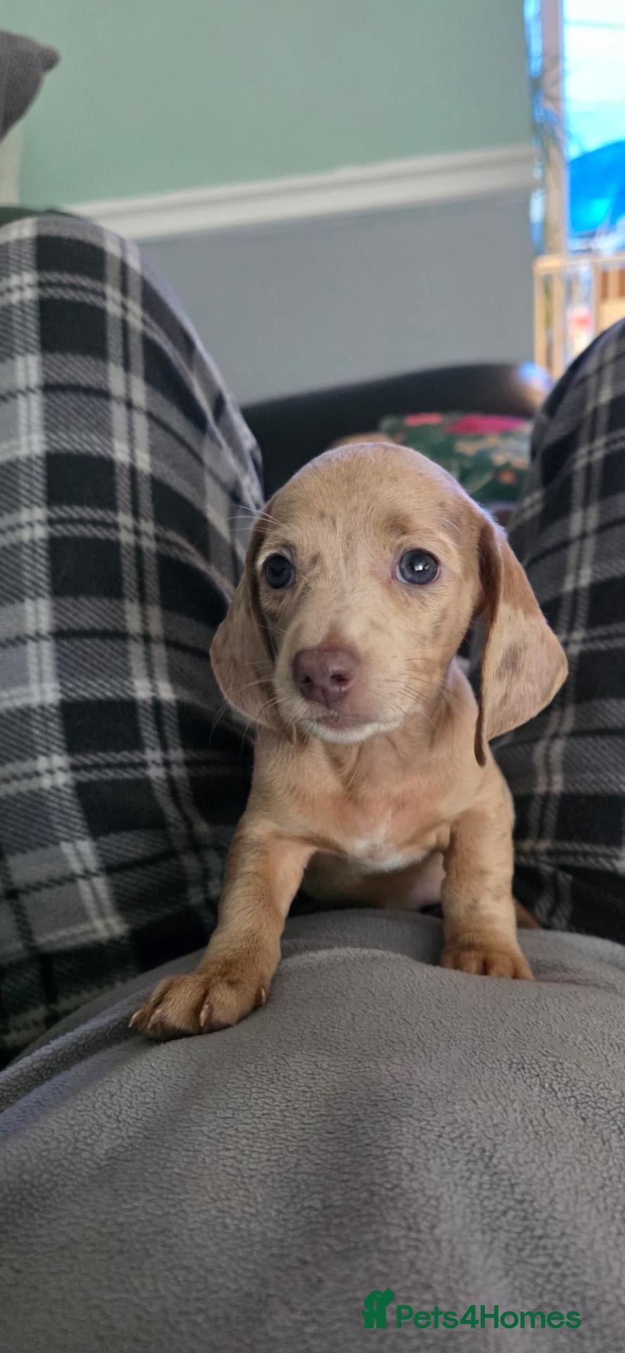 Miniature Dachshund dogs Pedigree Miniature Dachshund AVAILABLE to leave - Advert 2