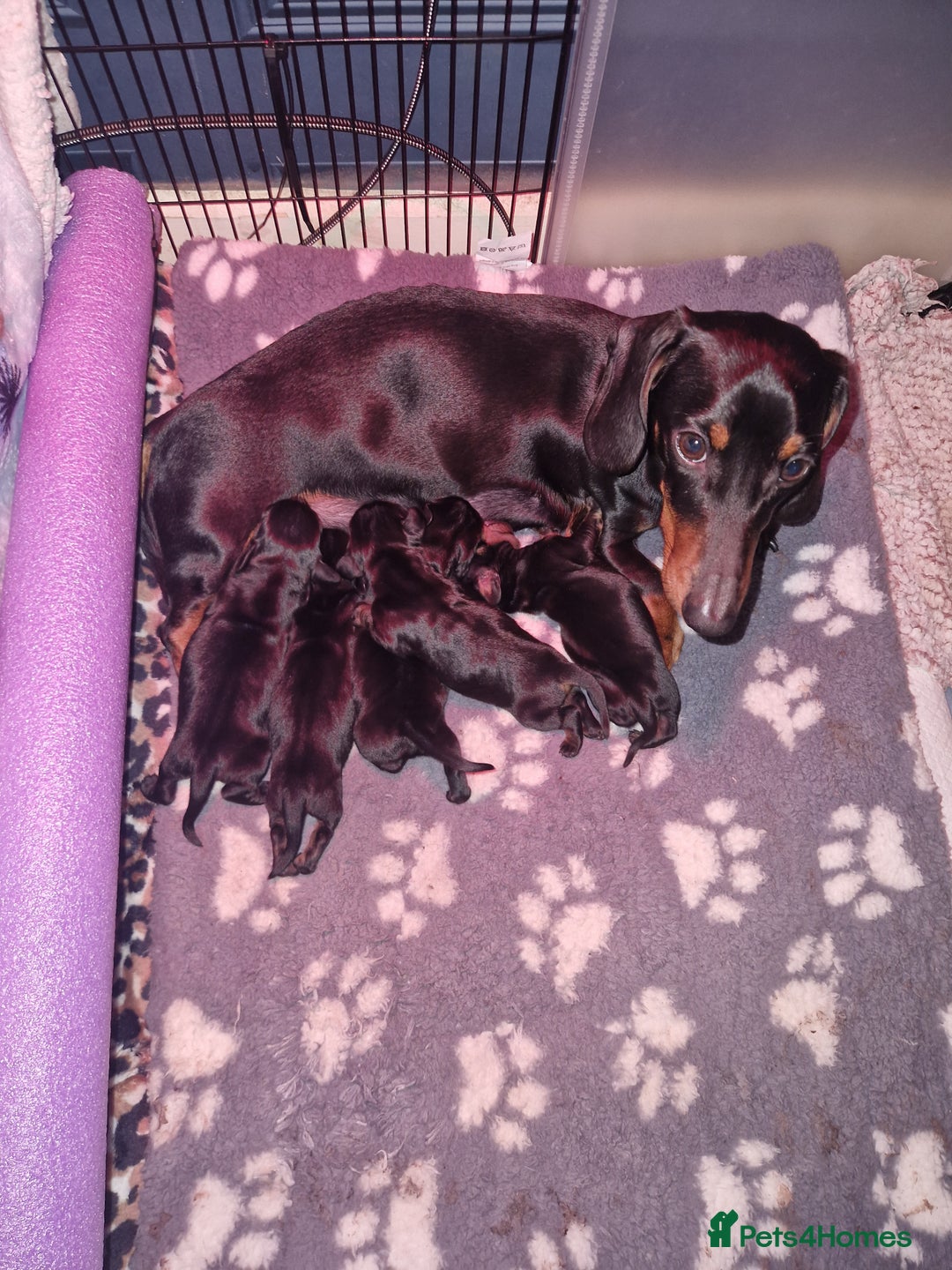 Miniature Dachshund dogs for sale: Miniature dachshund  - Advert 1