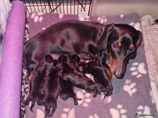 Miniature Dachshund dogs Miniature dachshund - Advert 3