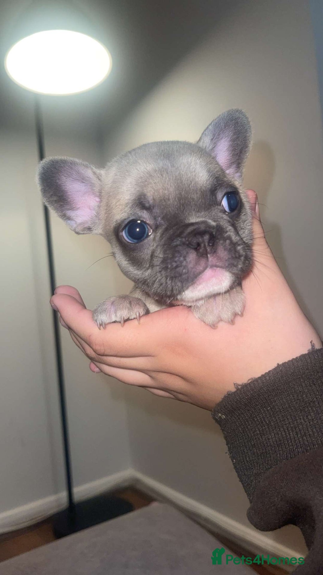 French Bulldog dogs for sale: 8 beautiful French bulldog puppies  - Image 6