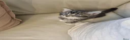 Maine Coon cats for sale: Gorgeous Maine Coon X Kittens-Litter of 7 - Advert 15