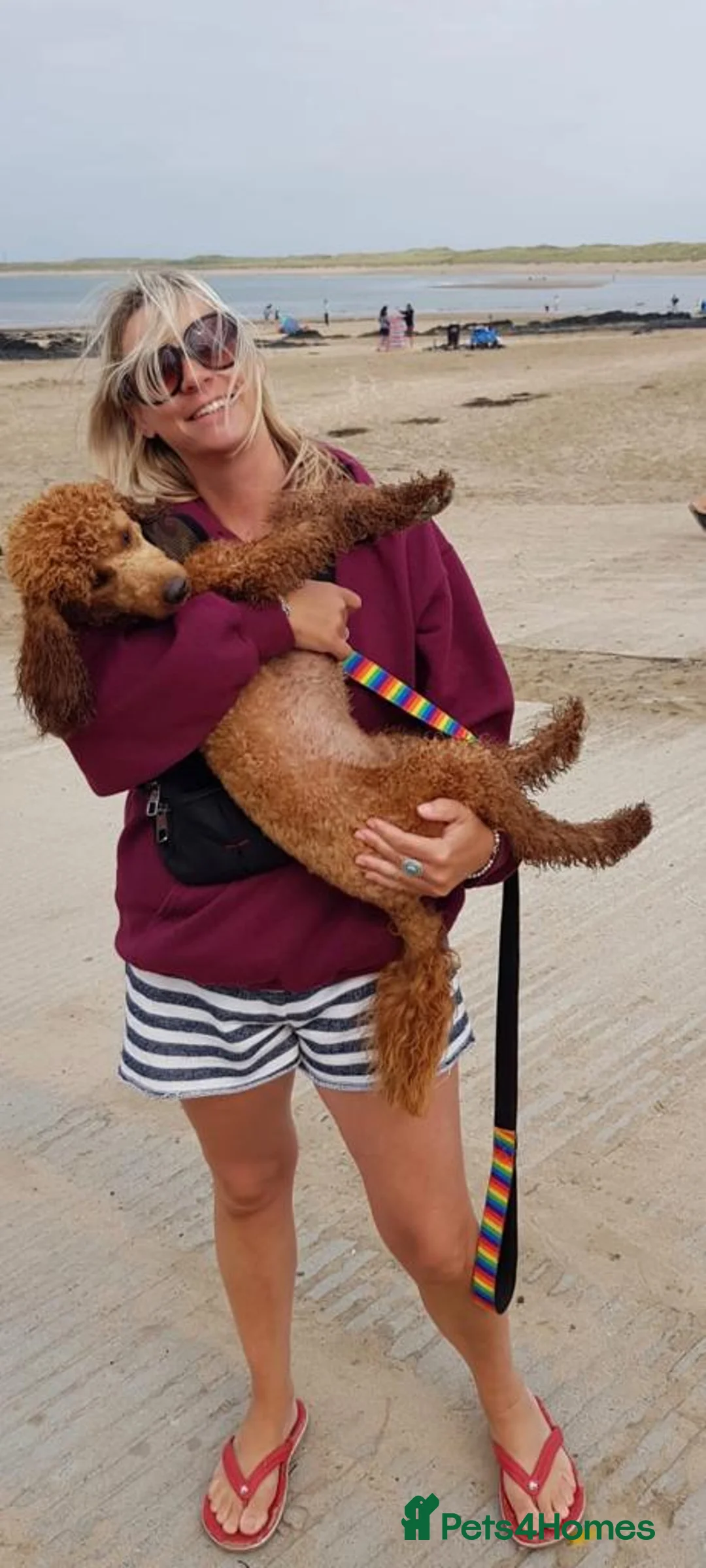 Miniature Poodle dogs for stud: KC Fox Red Fully Health Tested Miniature Poodle in Wirral - Advert 2