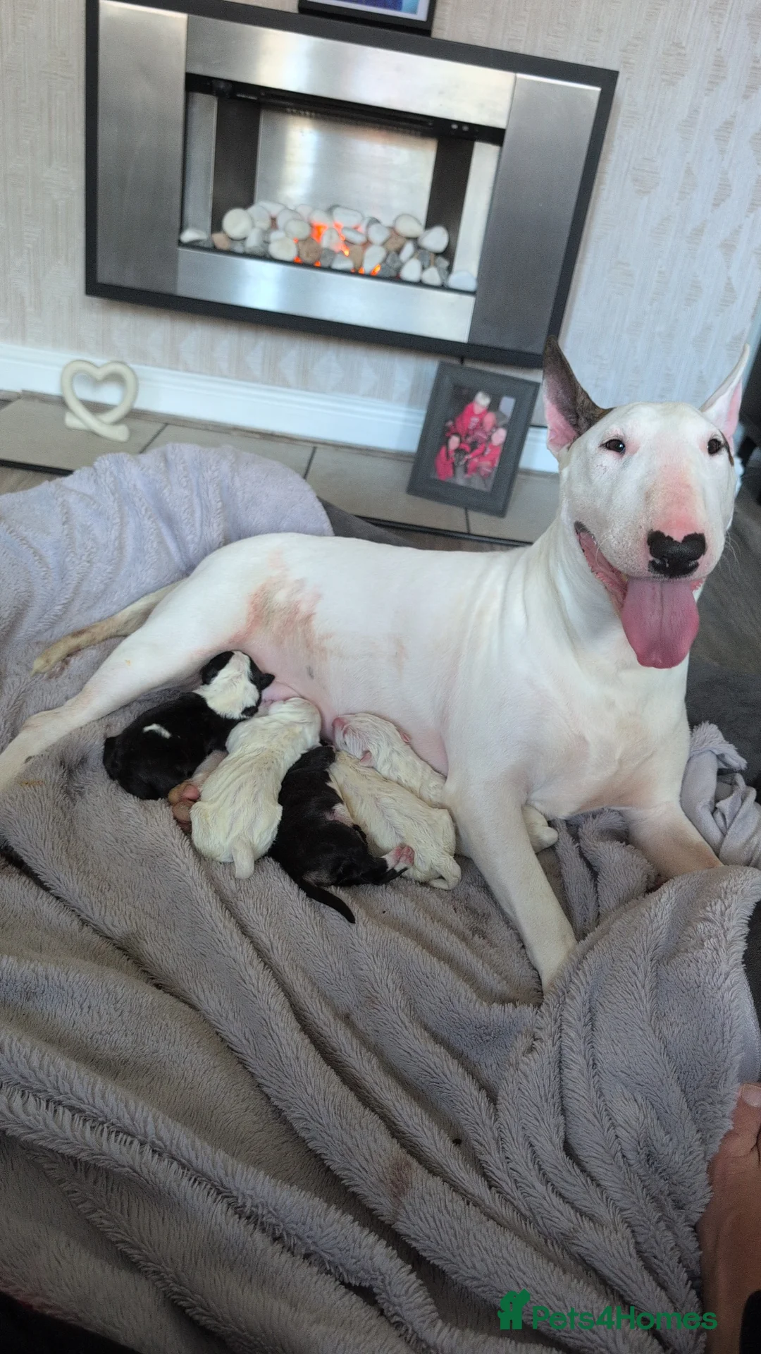 English Bull Terrier dogs for sale: English bull terrier puppies in Tipton - Advert 1