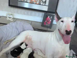 English Bull Terrier dogs English bull terrier puppies - Advert 1