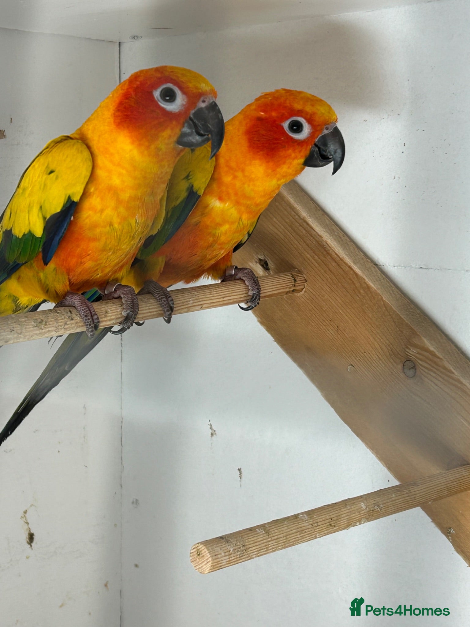 Conures birds Sun conures for sale - Advert 5