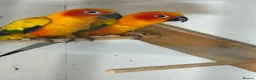 Conures birds for sale: Sun conures for sale - Advert 1
