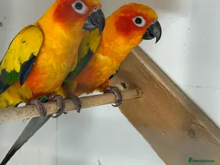 Conures birds Sun conures for sale - Advert 15