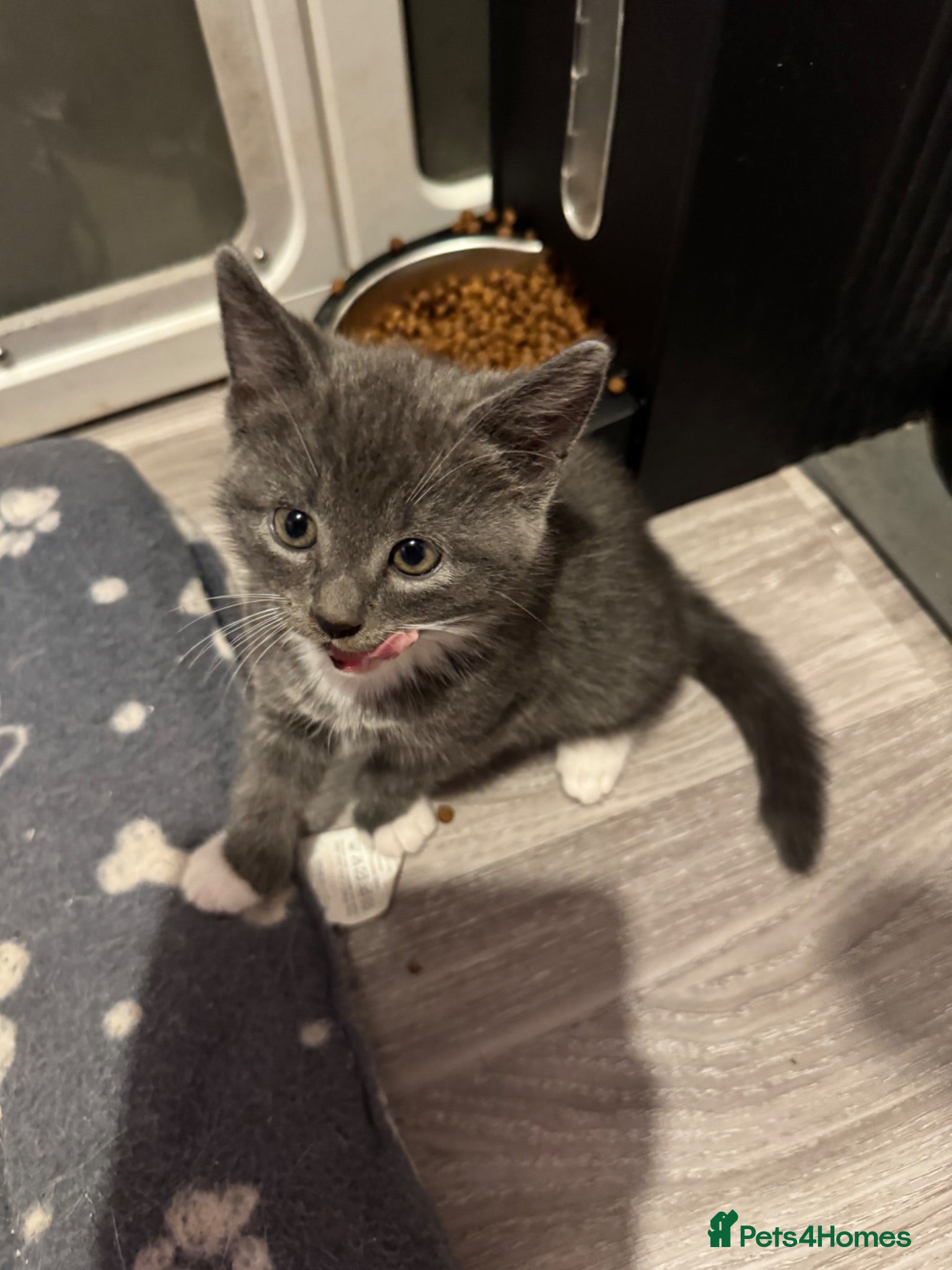 Mixed Breed cats Beautiful half Maine coon grey / black and white  - Advert 2