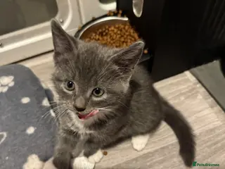 Mixed Breed cats Beautiful half Maine coon grey / black and white - Advert 2