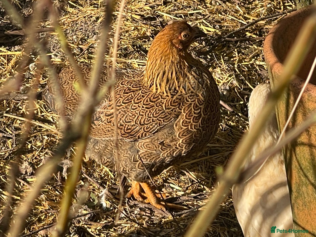 Chickens poultry for sale: BANTAM WYANDOTTE HENS, HATCHED SUMMER ‘25 - Advert 8