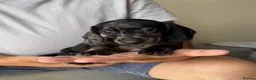 Dachshund dogs for sale: Miniature dachshund puppies  - Advert 6