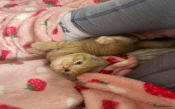 Domestic Shorthair cats for sale: 3 girl kittens  - Image 3