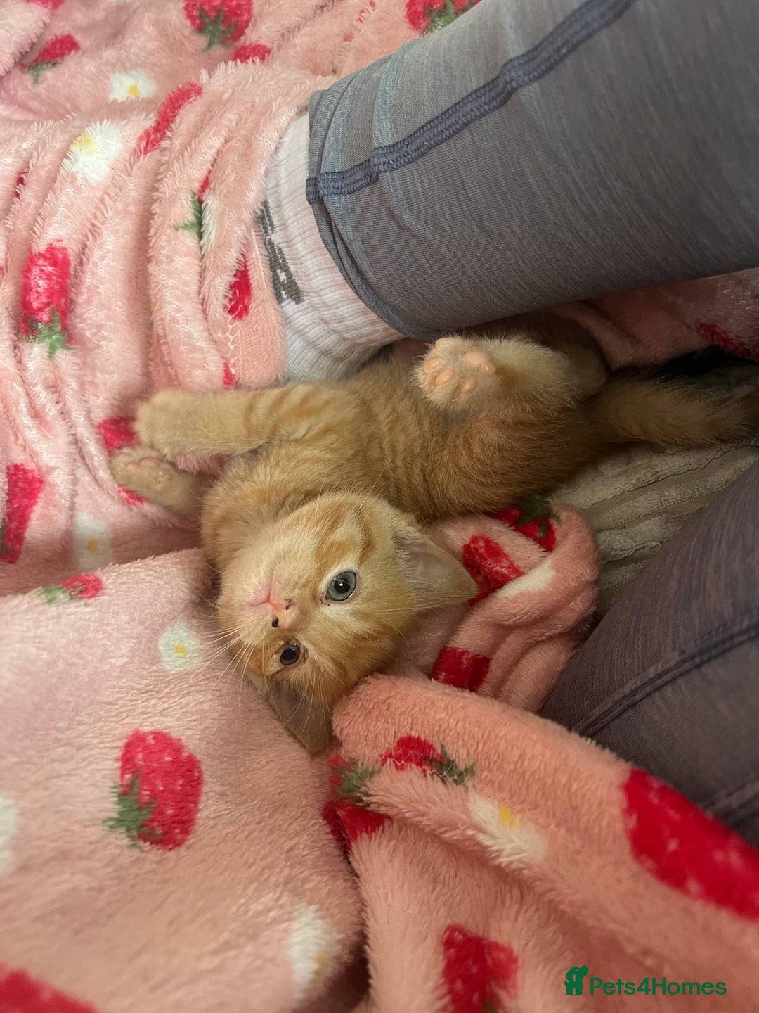 Domestic Shorthair cats for sale: 3 girl kittens  - Image 3