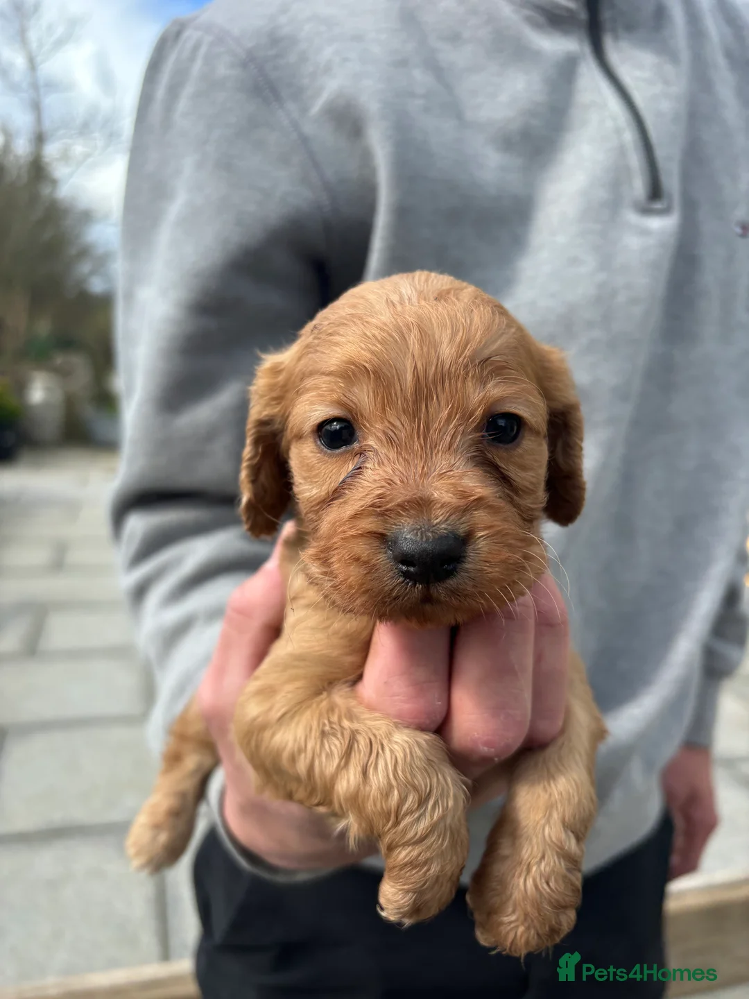 Cockapoo dogs for sale: Cockapoo puppies  - Advert 12