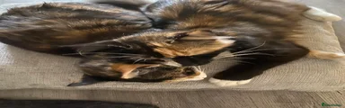 Mixed Breed 2