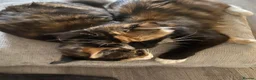 Mixed Breed cats for sale: Dottie & Lottie  - Advert 2