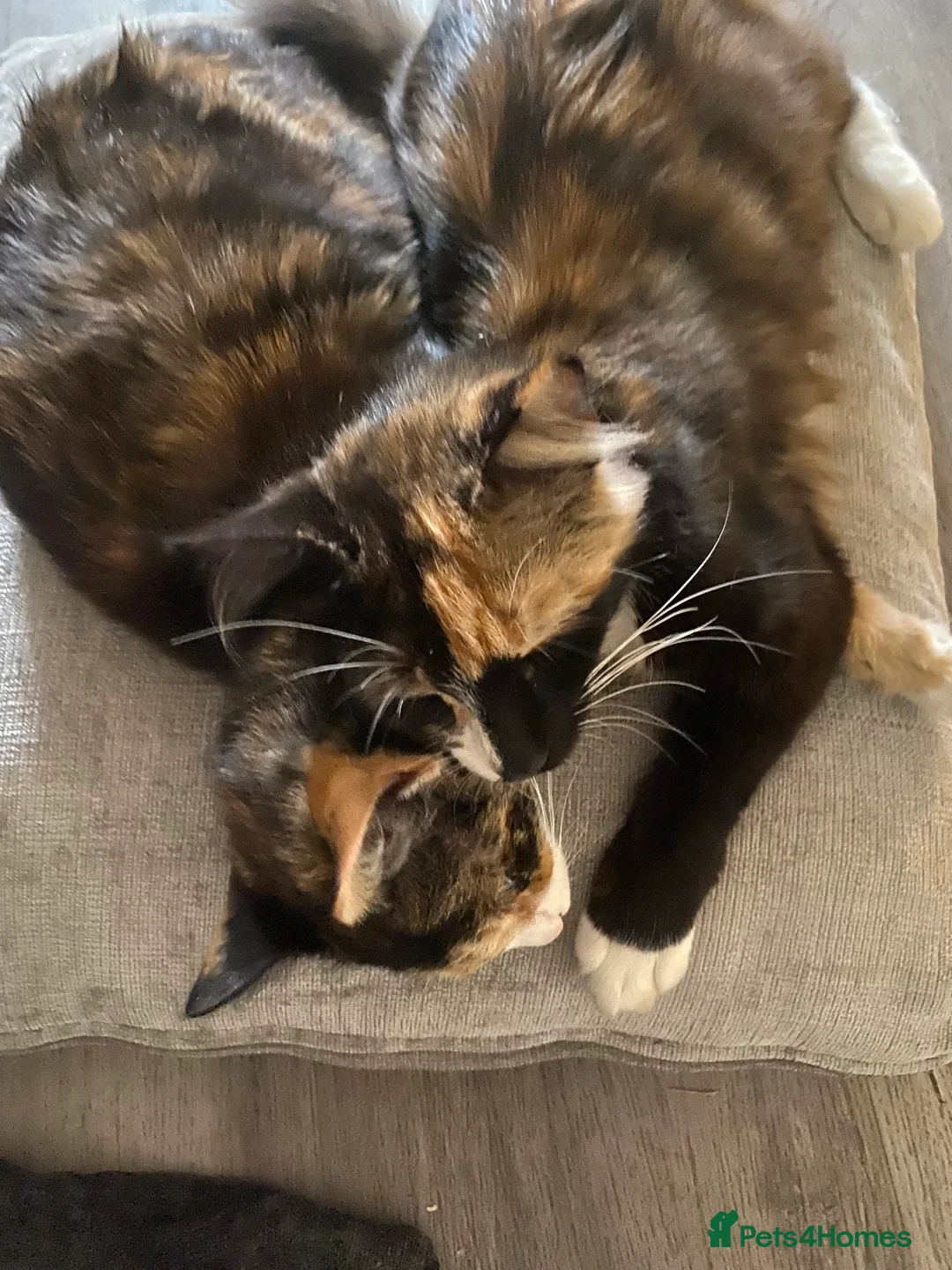 Mixed Breed cats for sale: Dottie & Lottie  - Advert 2