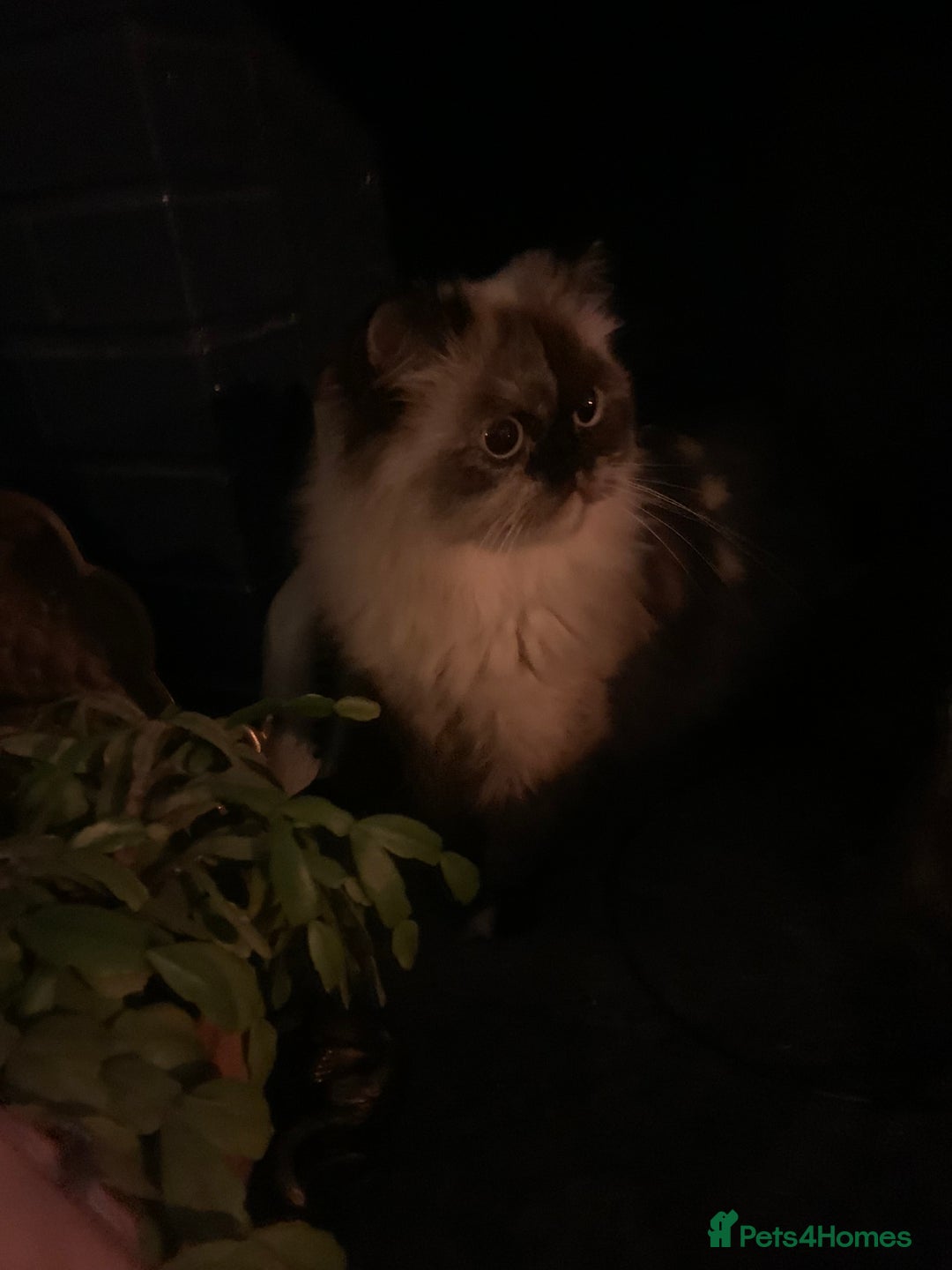 Persian cats for sale: Beautiful Persian queen  - Advert 1