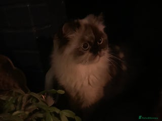 Persian cats Beautiful Persian queen - Advert 6