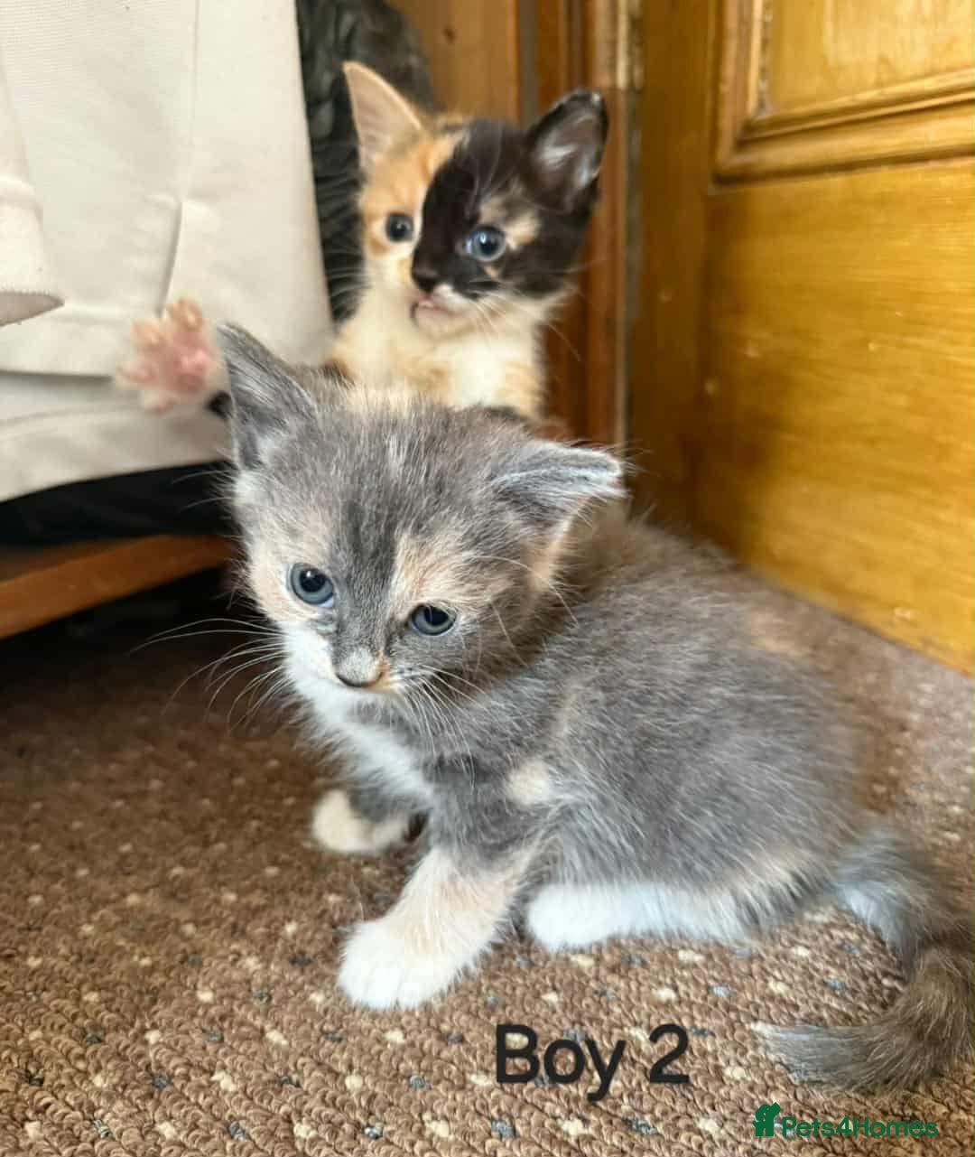 Mixed Breed cats for sale: Mixed breed kittens  - Image 6