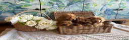 Cockapoo dogs for sale: Cockapoo F1 show type pups, PRIZEWINNING LINES  - Advert 3