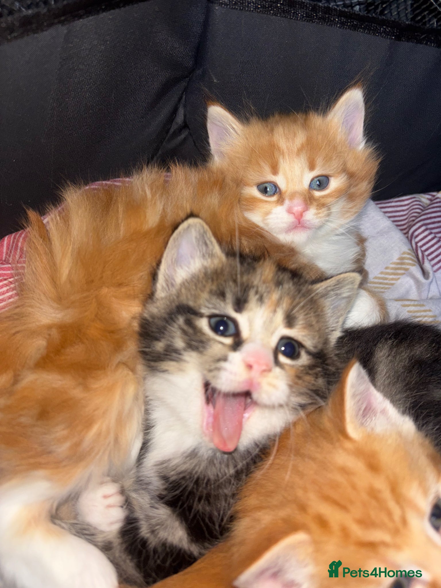 Mixed Breed cats 3 Beautiful Tabby Mixed Kittens - Advert 7