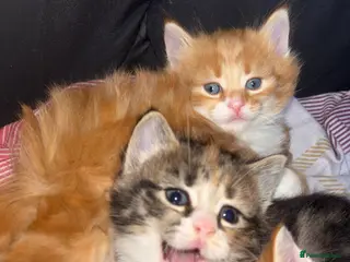 Mixed Breed cats 3 Beautiful Tabby Mixed Kittens - Advert 7