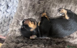Miniature Dachshund dogs for sale: Long haired miniature dachshunds  - Advert 9