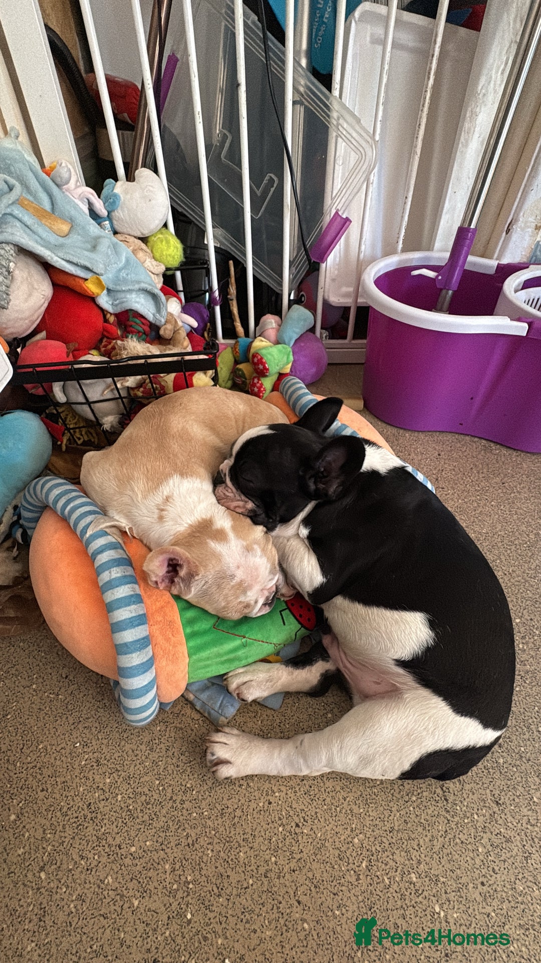 French Bulldog dogs for sale: Frenchie puppy  - Advert 12