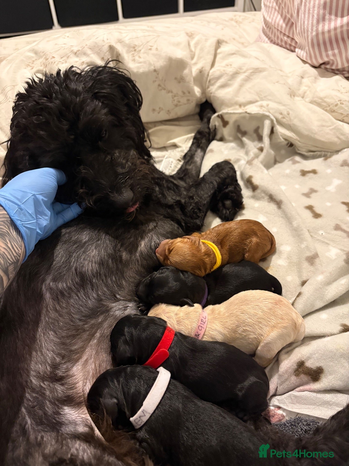 Mixed Breed dogs Bordoodle x Labrador Puppies  - Advert 1