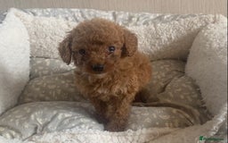 Cockapoo dogs for sale: F1B Red Cockapoo Puppies Available Now - Image 9