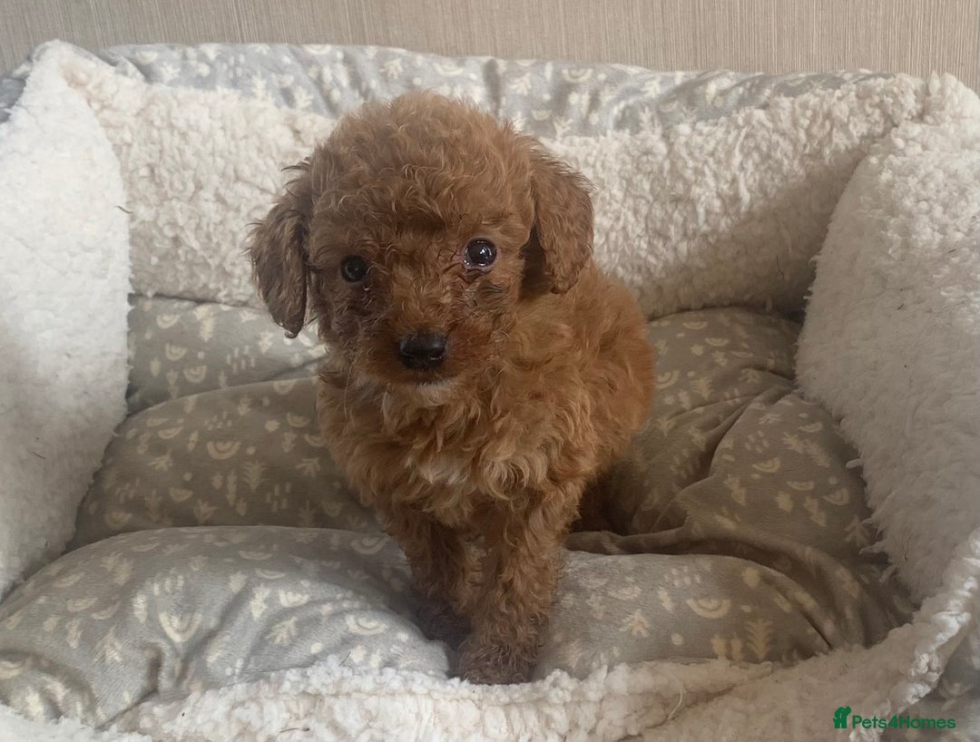 Cockapoo dogs for sale: F1B Red Cockapoo Puppies Available Now - Image 9