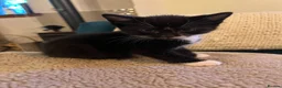 Mixed Breed cats for sale: 2 Tuxedo Tabby Boys in Shifnal - Advert 15