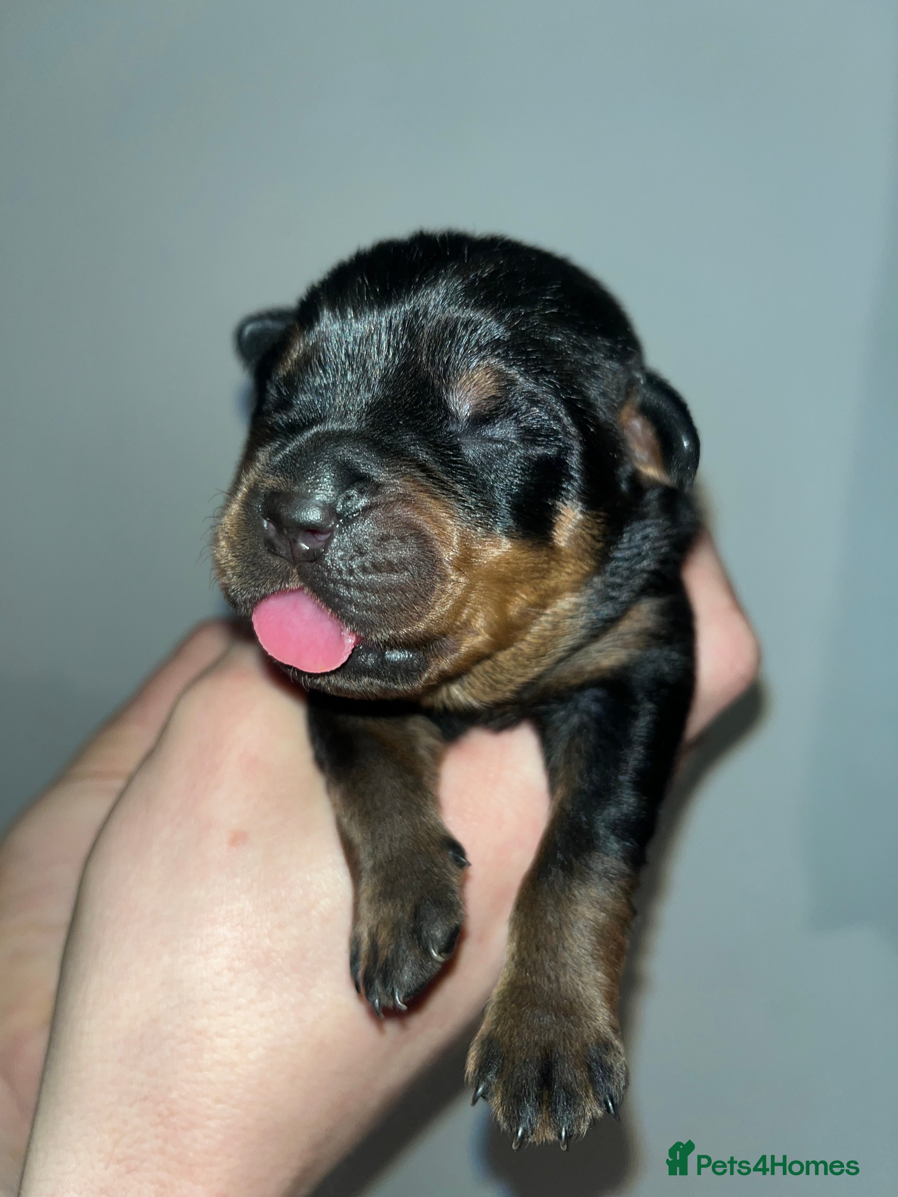 Rottweiler dogs 🐾🐶PUREBRED ROTTWEILER PUPPIES ONE MALE LEFT🐶🐾 - Advert 6