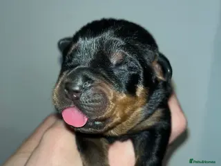 Rottweiler dogs 🐾🐶PUREBRED ROTTWEILER PUPPIES ONE MALE LEFT🐶🐾 - Advert 6