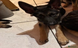 German Shepherd dogs for sale: German shepherd  - Image 3