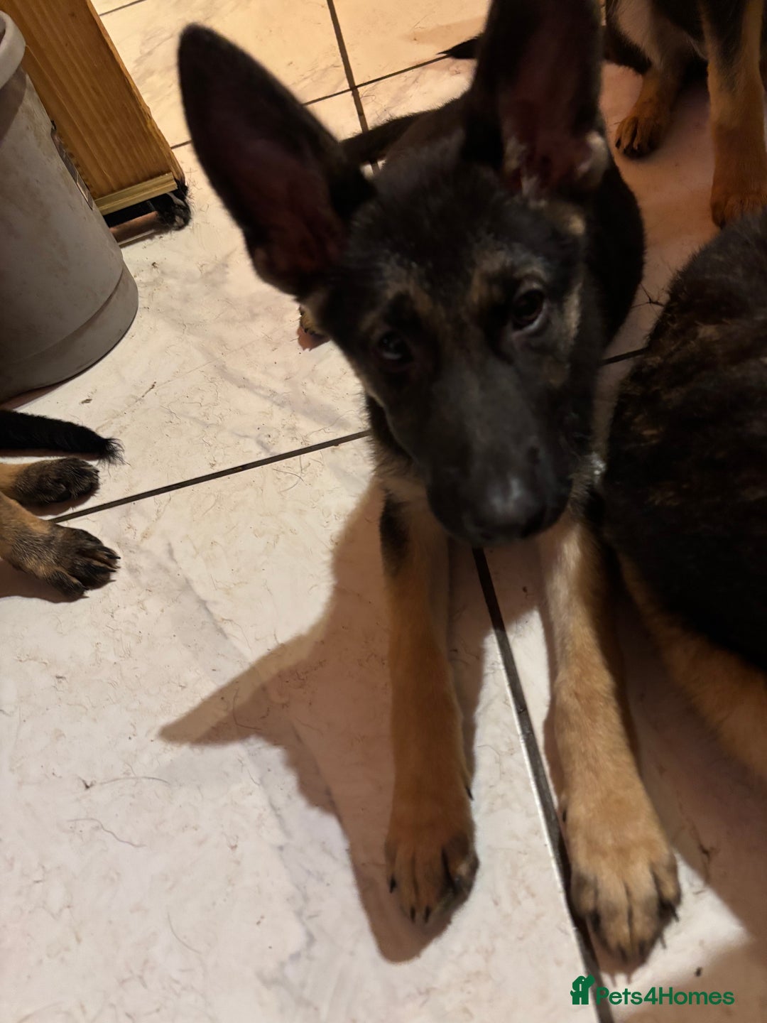 German Shepherd dogs for sale: German shepherd  - Image 3