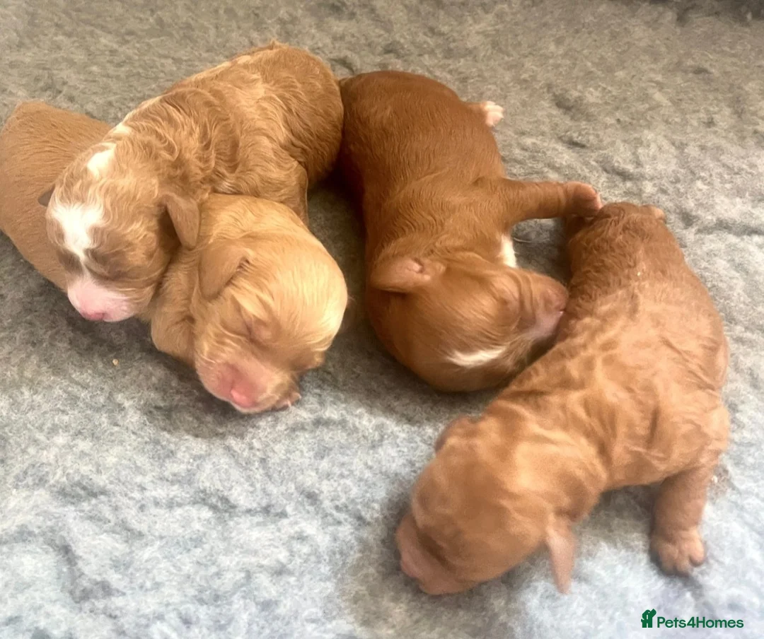 Cockapoo dogs for stud: Proven Red & white F1 cockapoo stud dog. in Barnsley - Advert 36