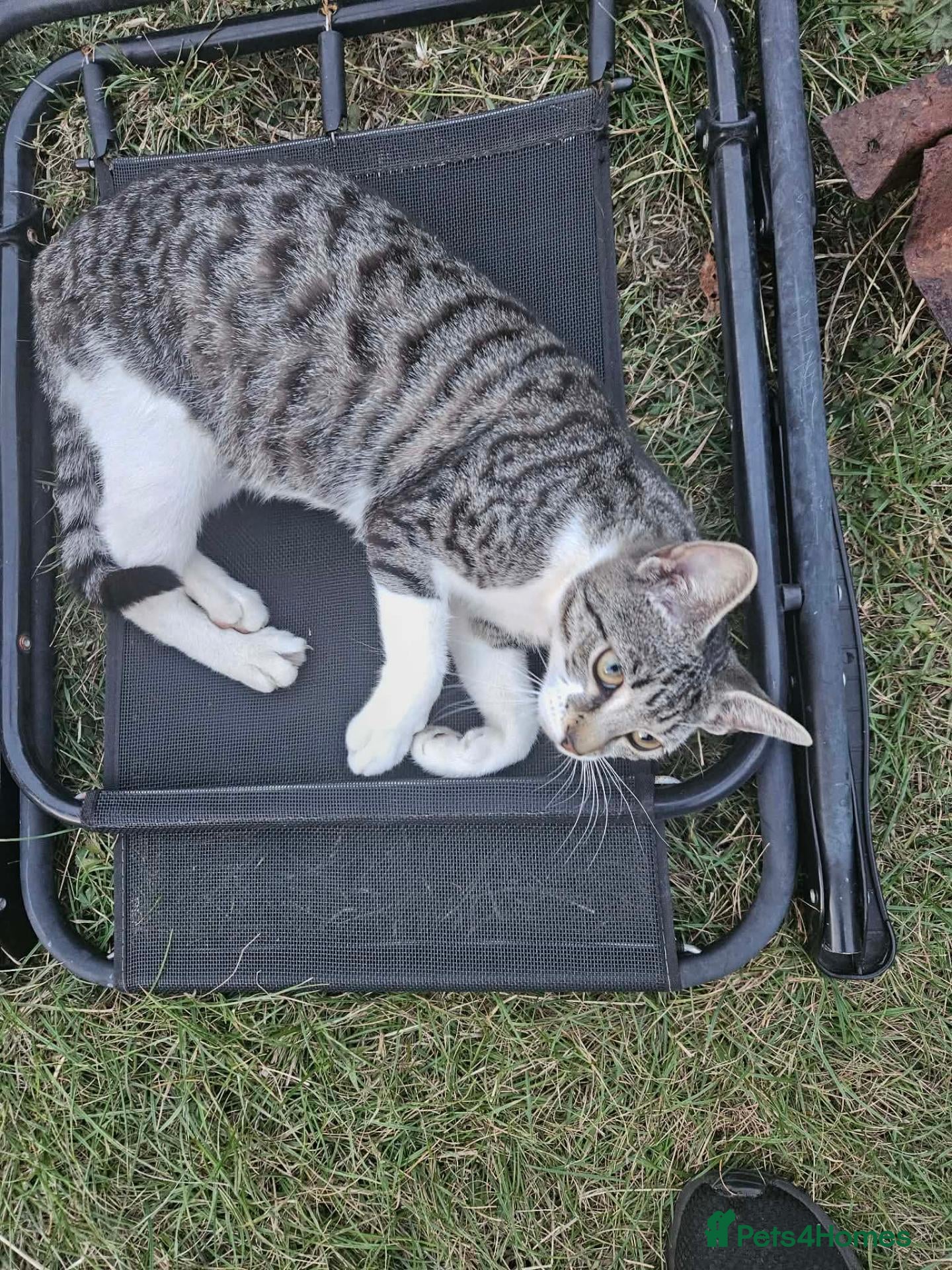 Domestic Shorthair cats Tabby cat and tuxedo cat for sale - Advert 6