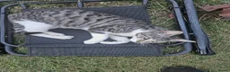 Domestic Shorthair cats for sale: Tabby cat and tuxedo cat for sale - Advert 1