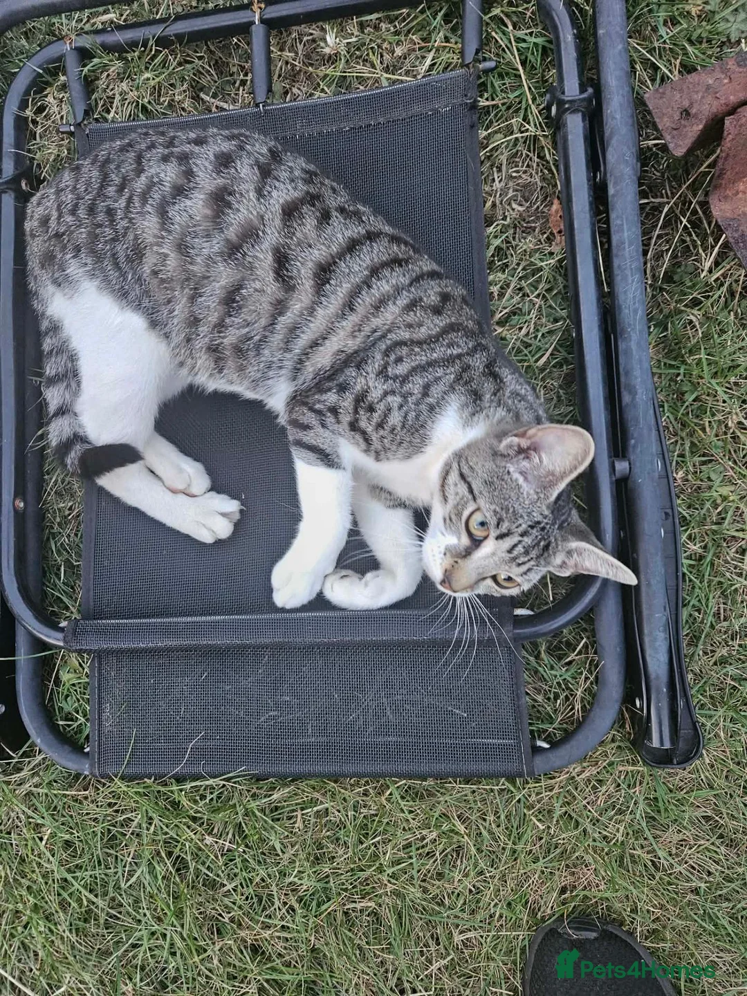 Domestic Shorthair cats for sale: Tabby cat and tuxedo cat for sale - Advert 1