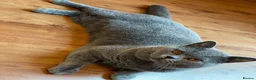 British Shorthair cats for sale: British Shorthair Kittens Blue - Advert 26
