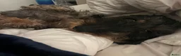 Dachshund dogs for sale: Wire-haired Dachshund Frank  - Advert 4