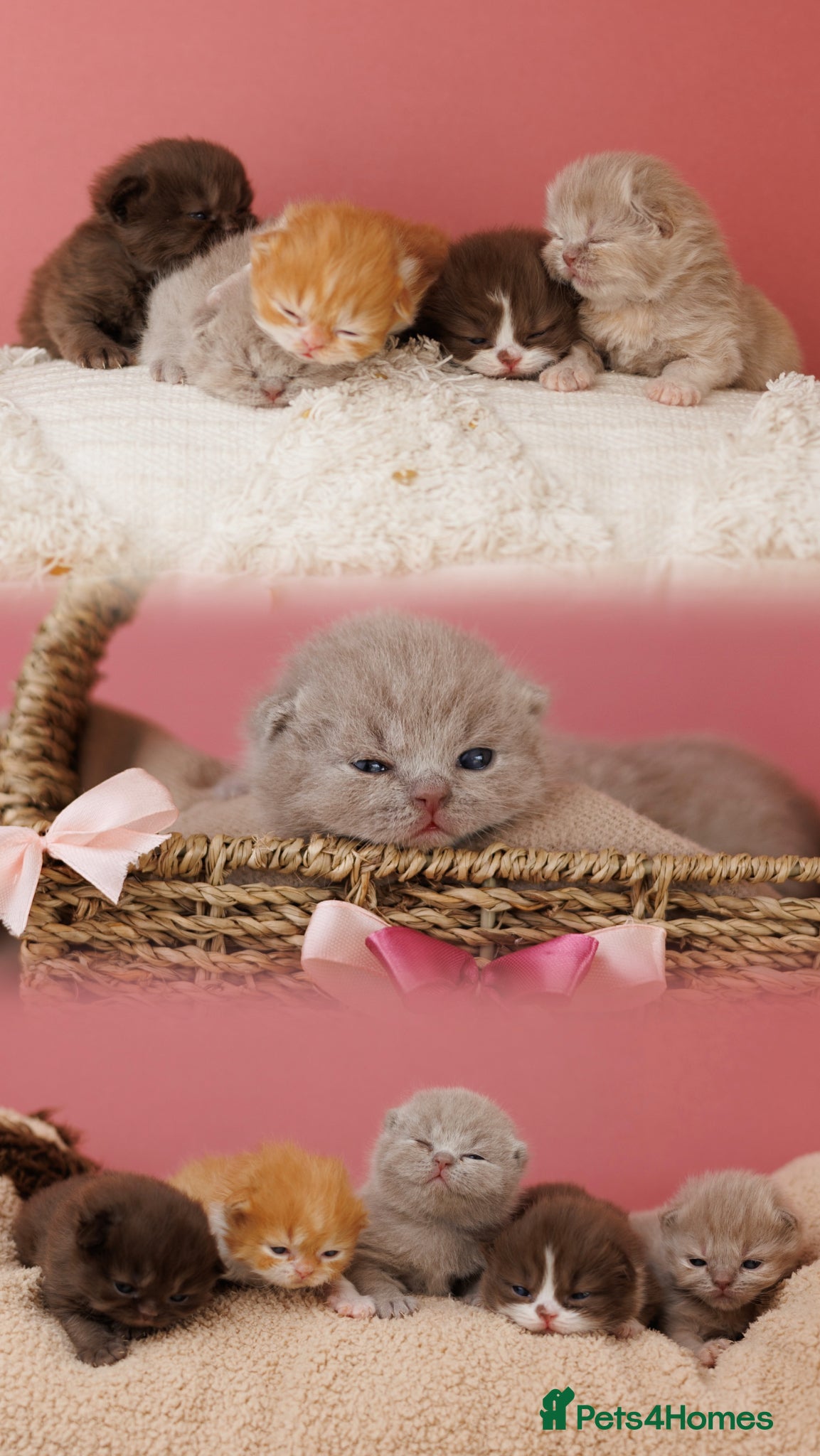 British Shorthair cats British Short Long-haired Choco Brown fawn Kittens - Advert 9