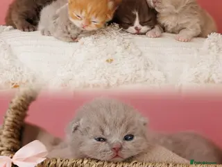 British Shorthair cats British Short Long-haired Choco Brown fawn Kittens - Advert 9