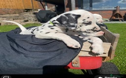 Dalmatian dogs for sale: 1 Boy Available-KC-ready for homes 20/09 - Image 6
