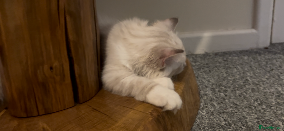Siberian cats for sale: Siberians with wonderful personalities  - Image 11